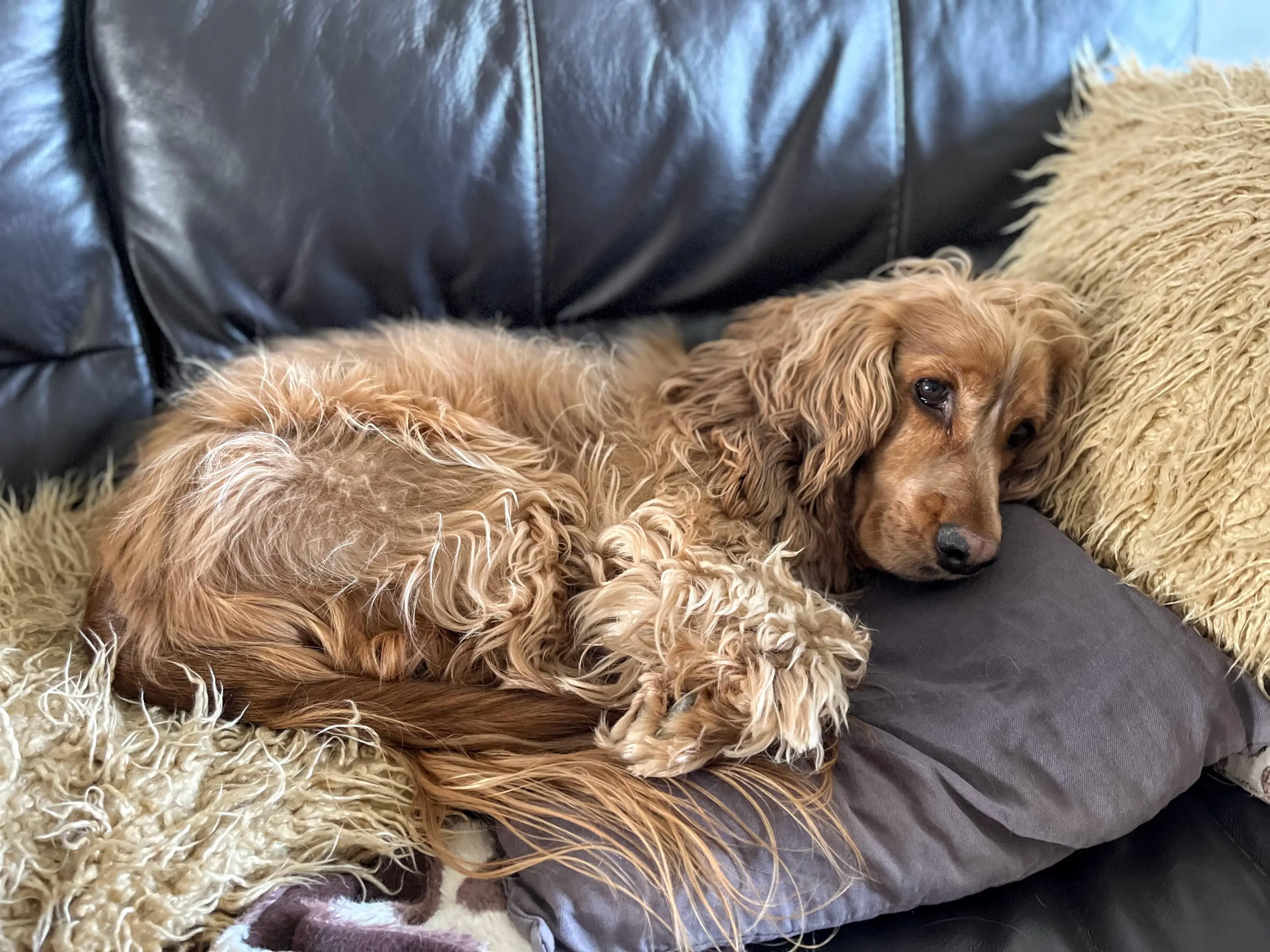 Cocker Spaniel (English)