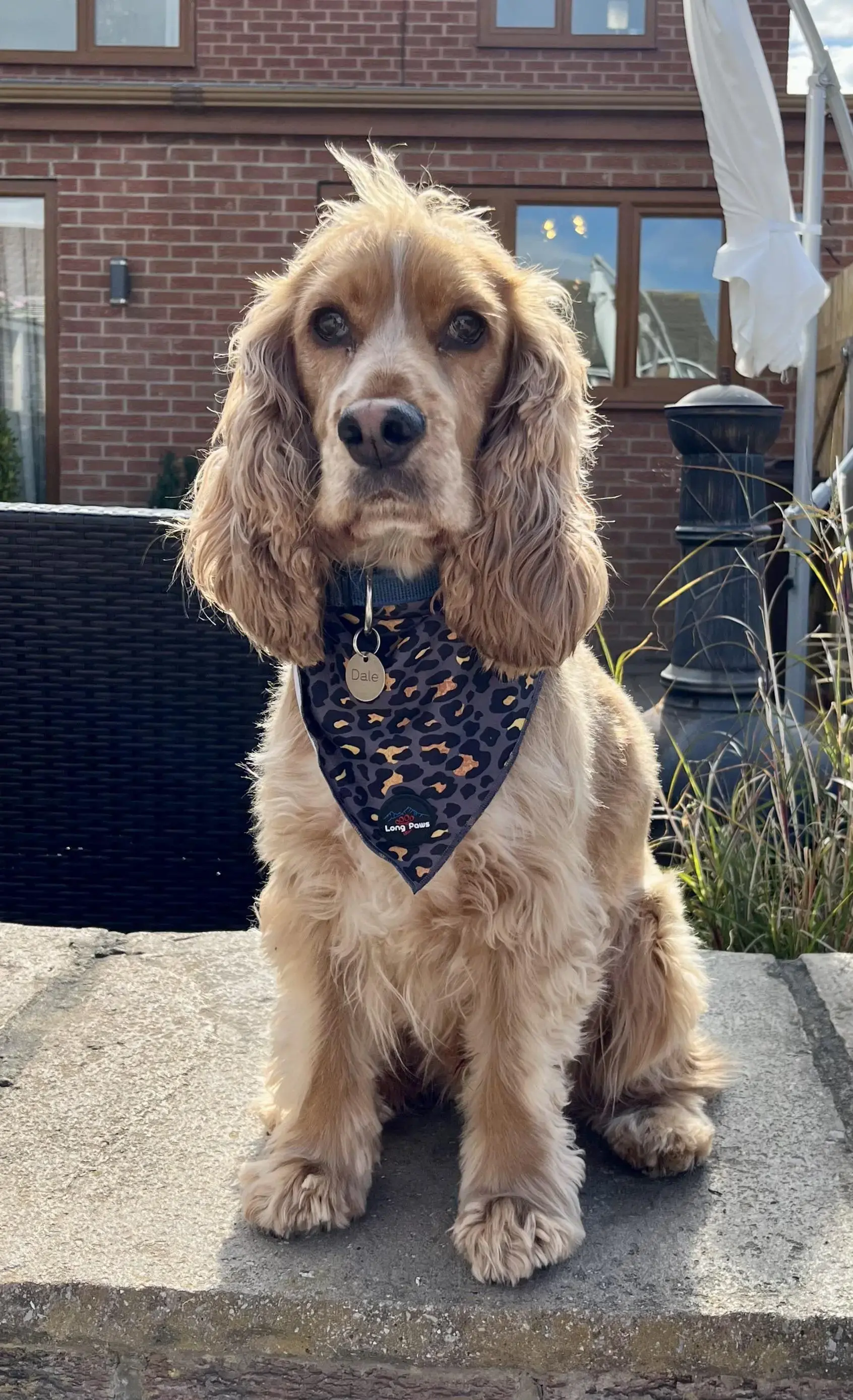 Cocker Spaniel (English)