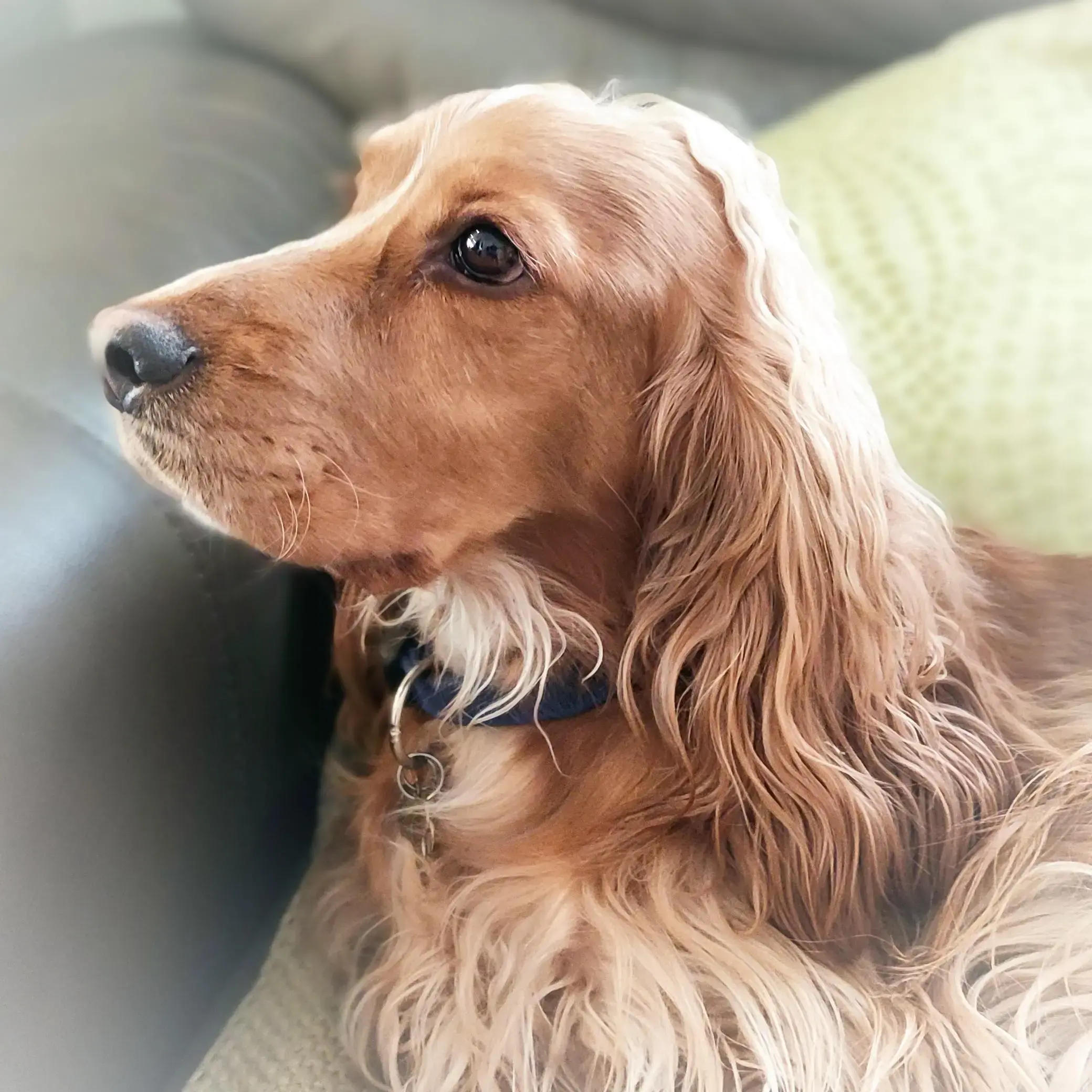 Cocker Spaniel (English)