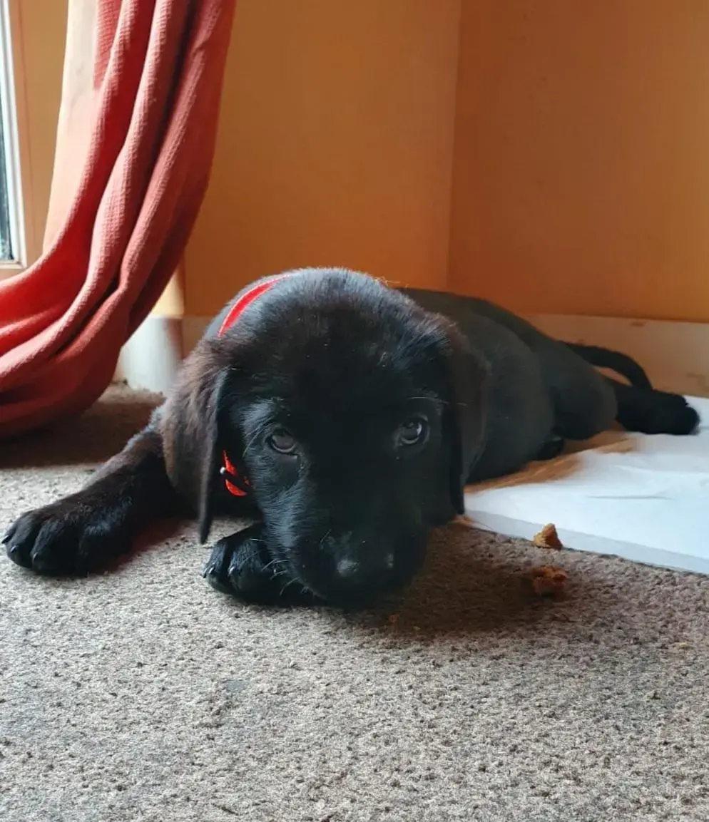Labrador Retriever