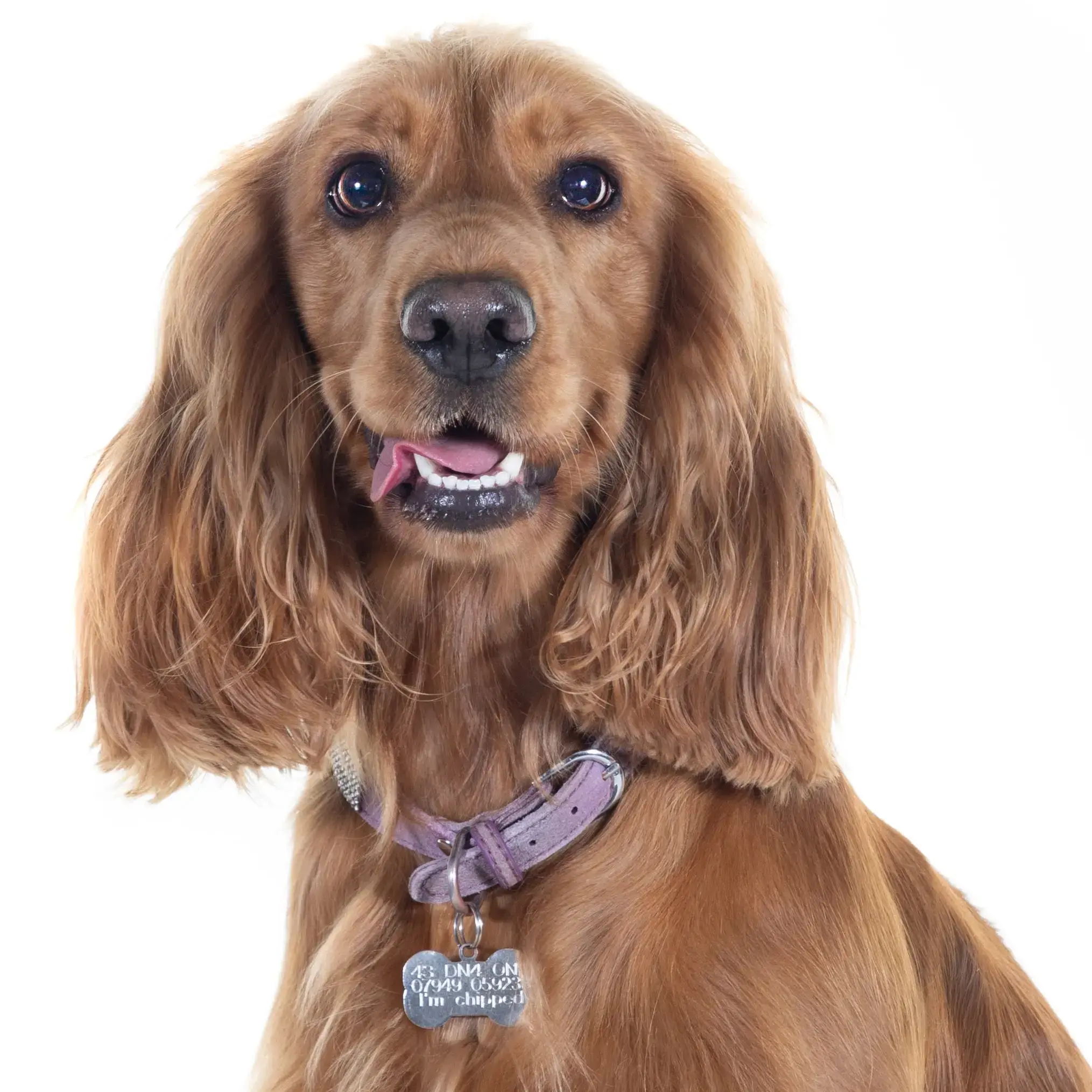 Cocker Spaniel (English)