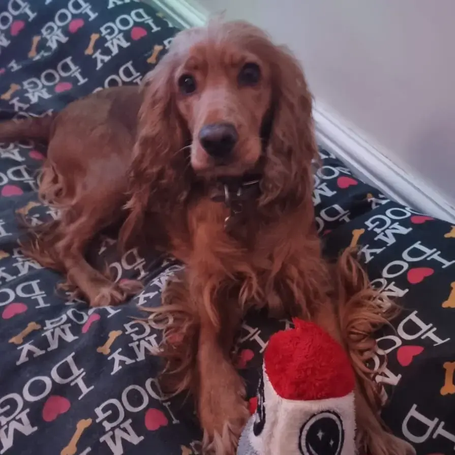 Cocker Spaniel (English)