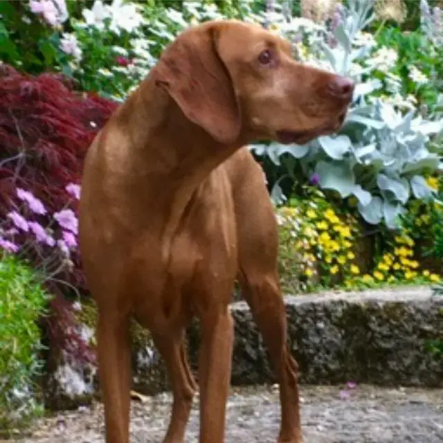 Hungarian Vizsla