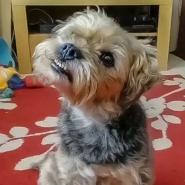 Border Terrier