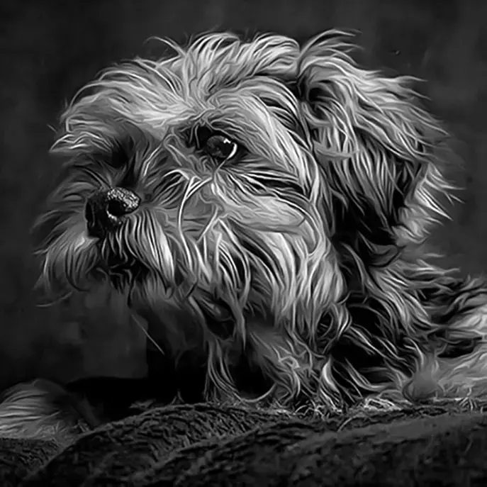 Border Terrier