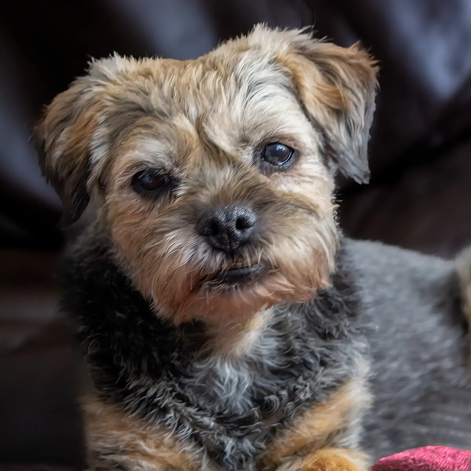 Border Terrier