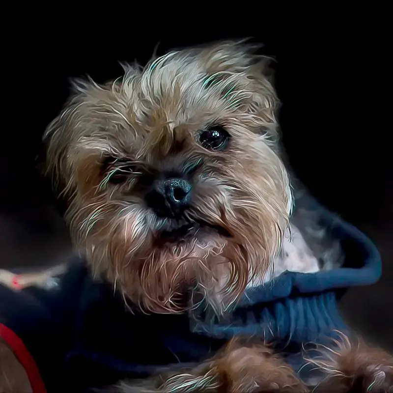 Border Terrier