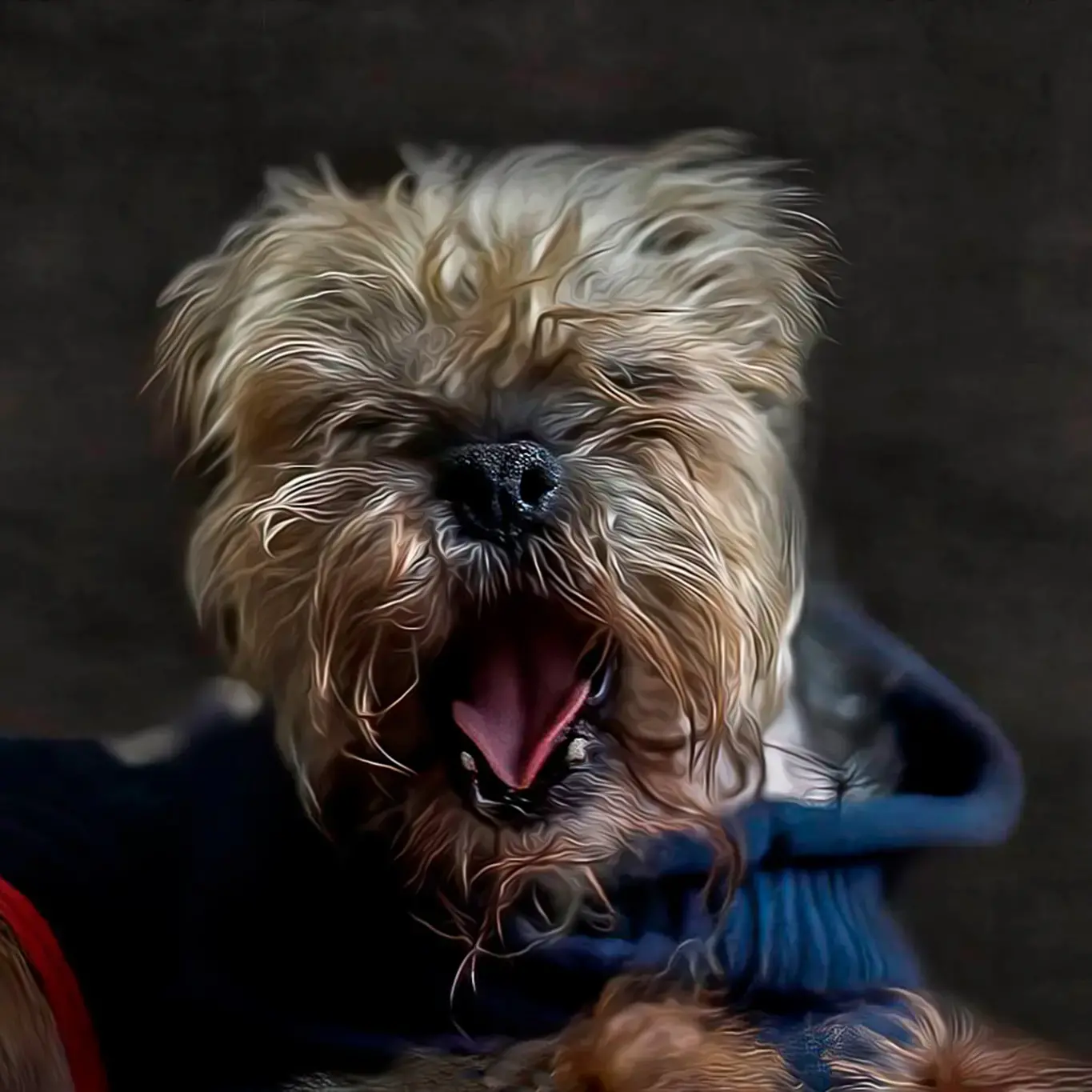 Border Terrier