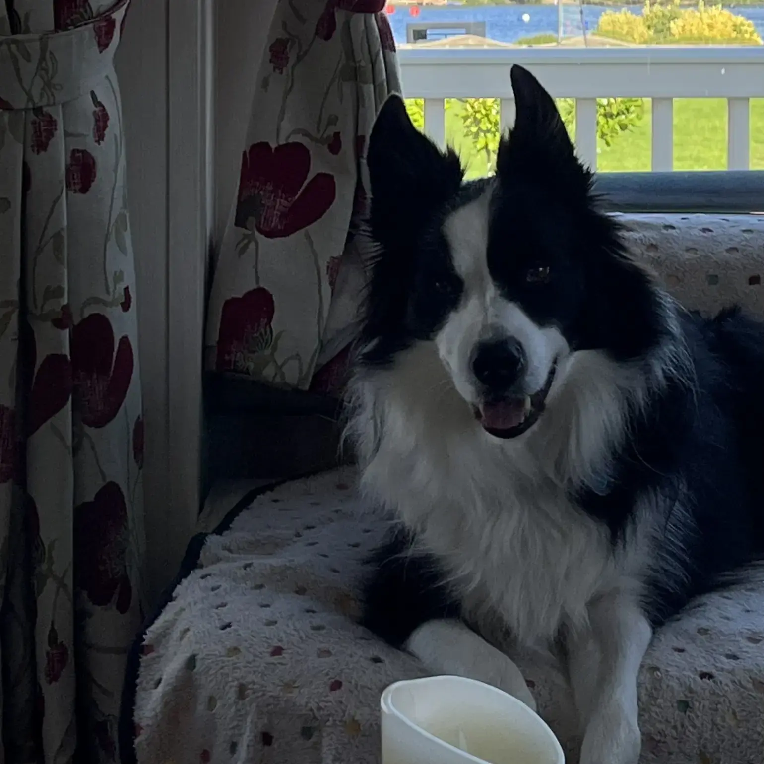 Border Collie