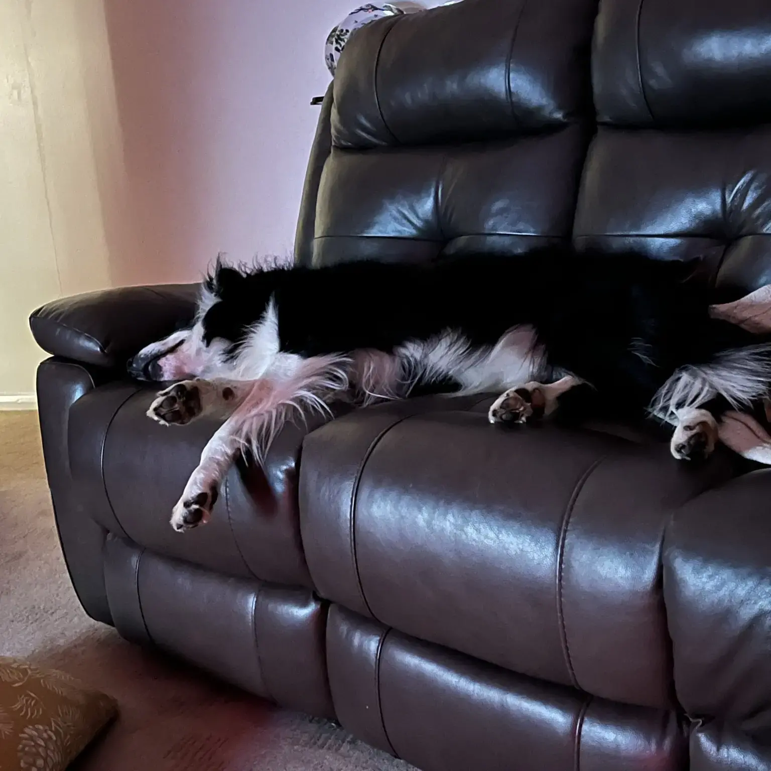 Border Collie