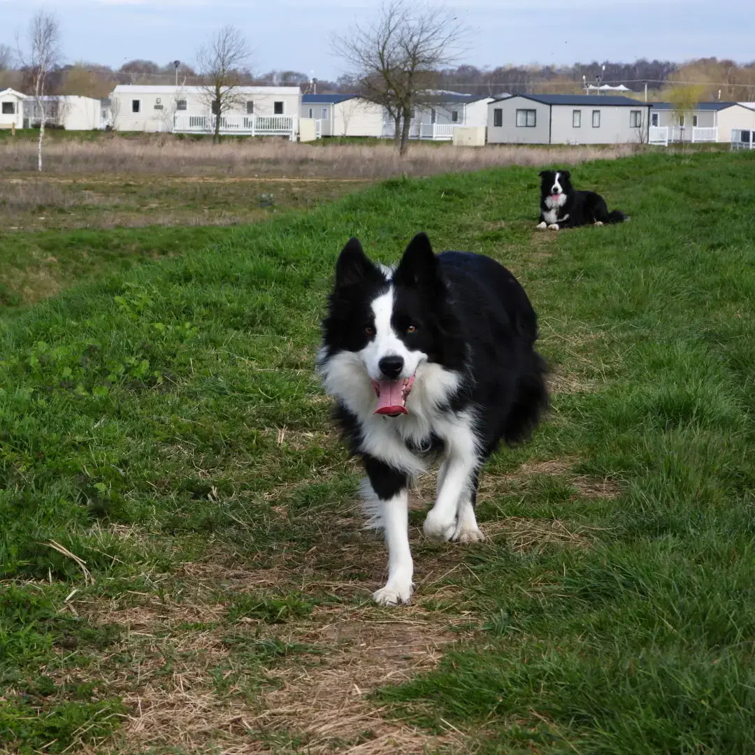Border Collie