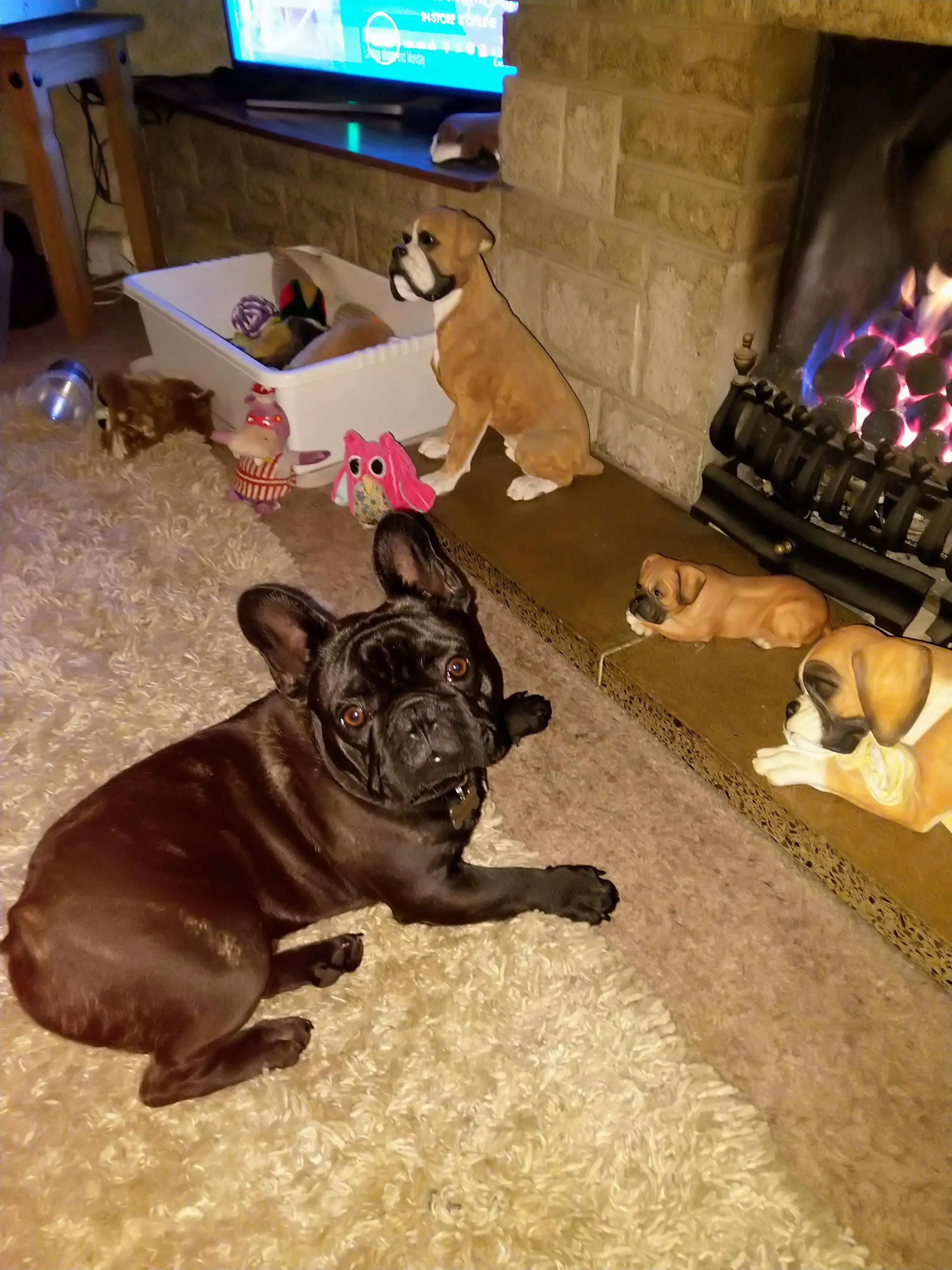 French Bulldog