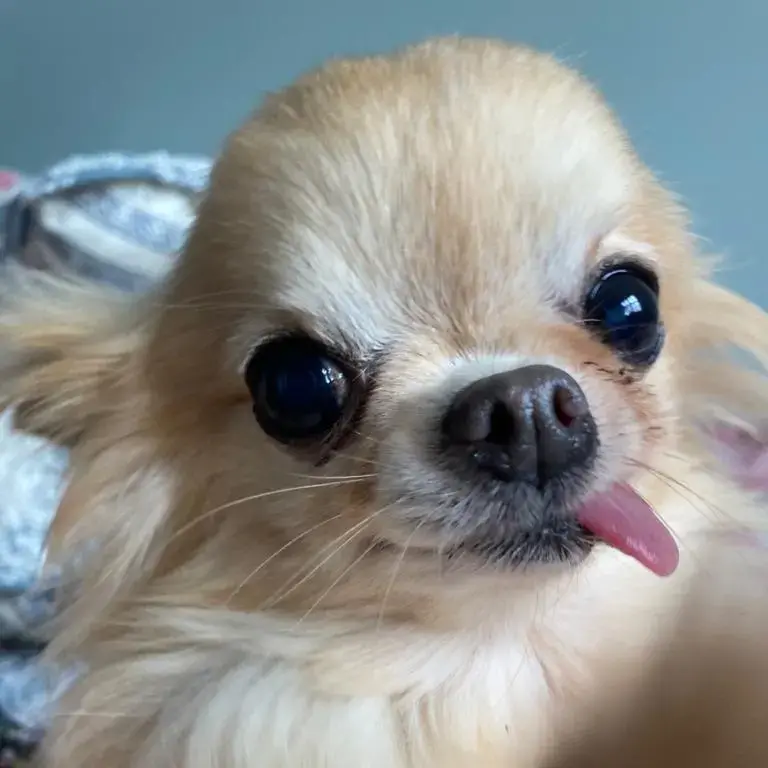 Chihuahua (Long Coat)