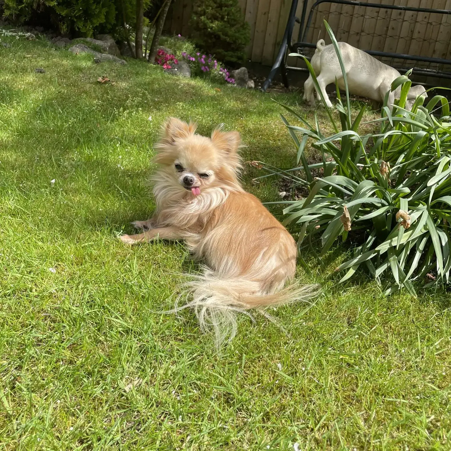 Chihuahua (Long Coat)