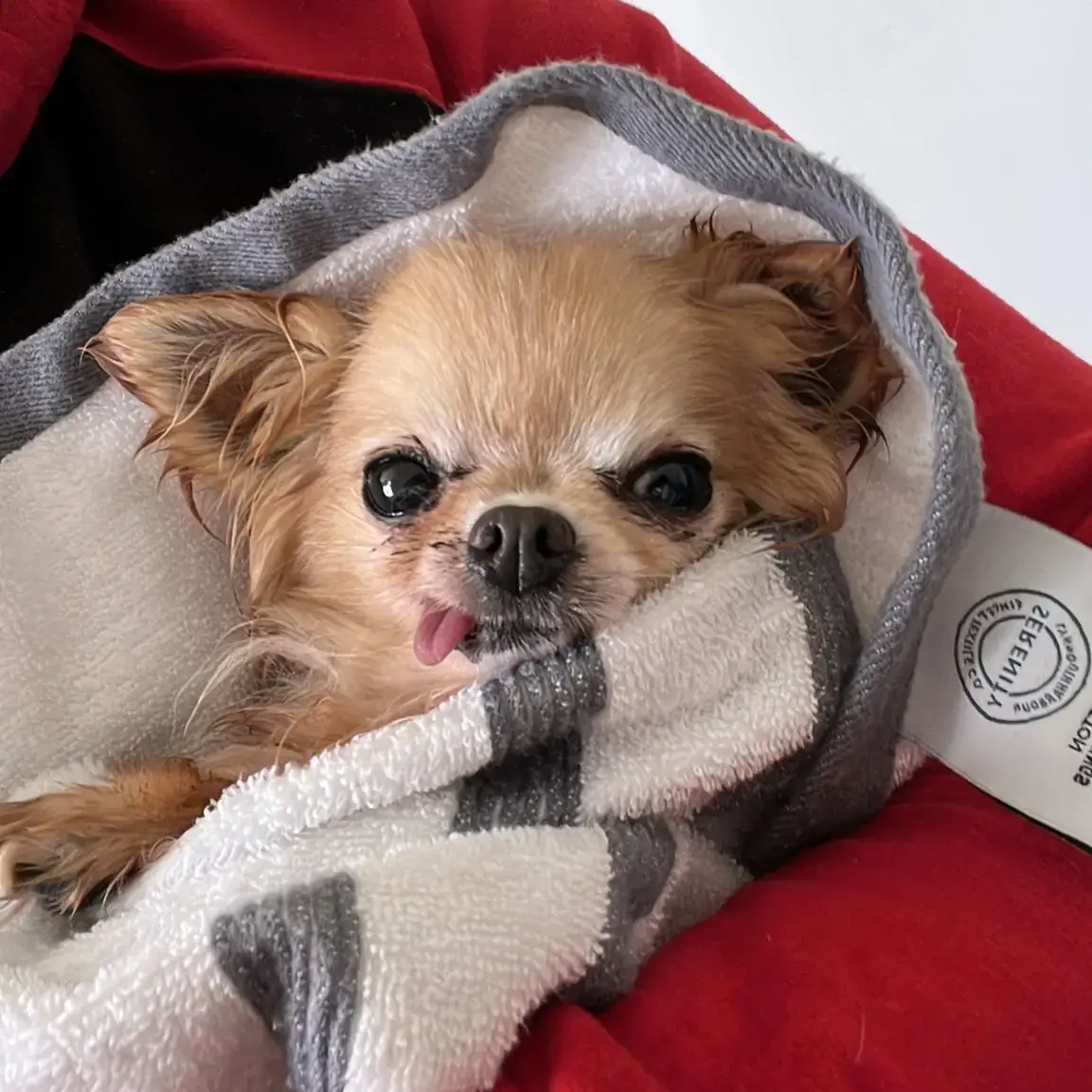 Chihuahua (Long Coat)