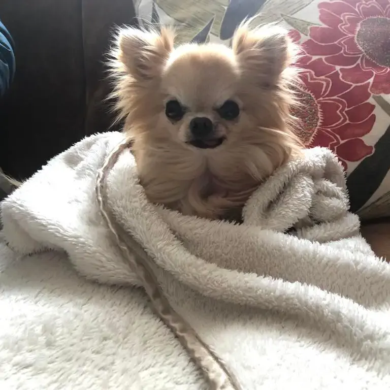 Chihuahua (Long Coat)
