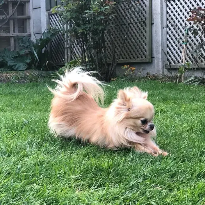 Chihuahua (Long Coat)