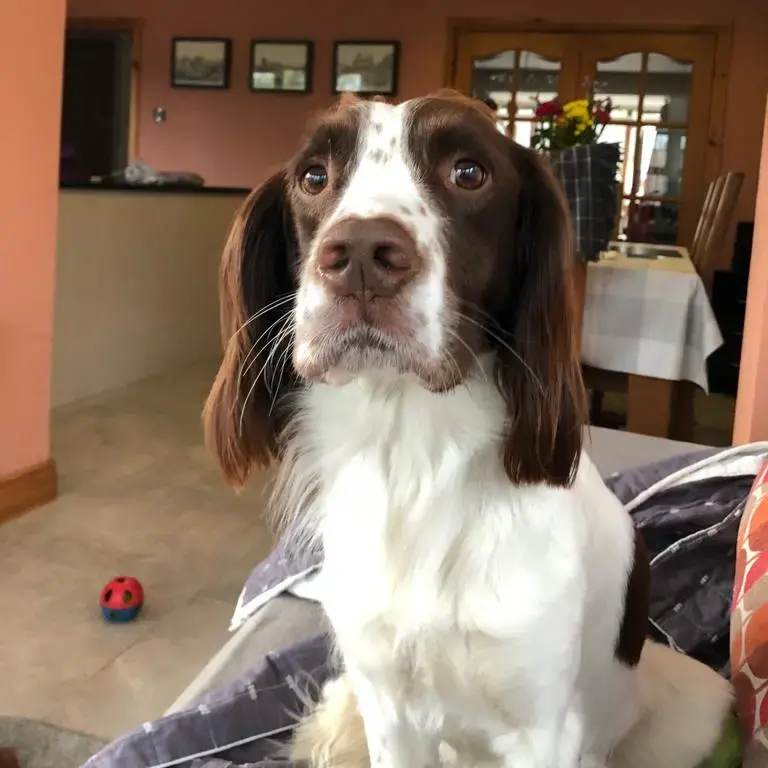English Springer Spaniel