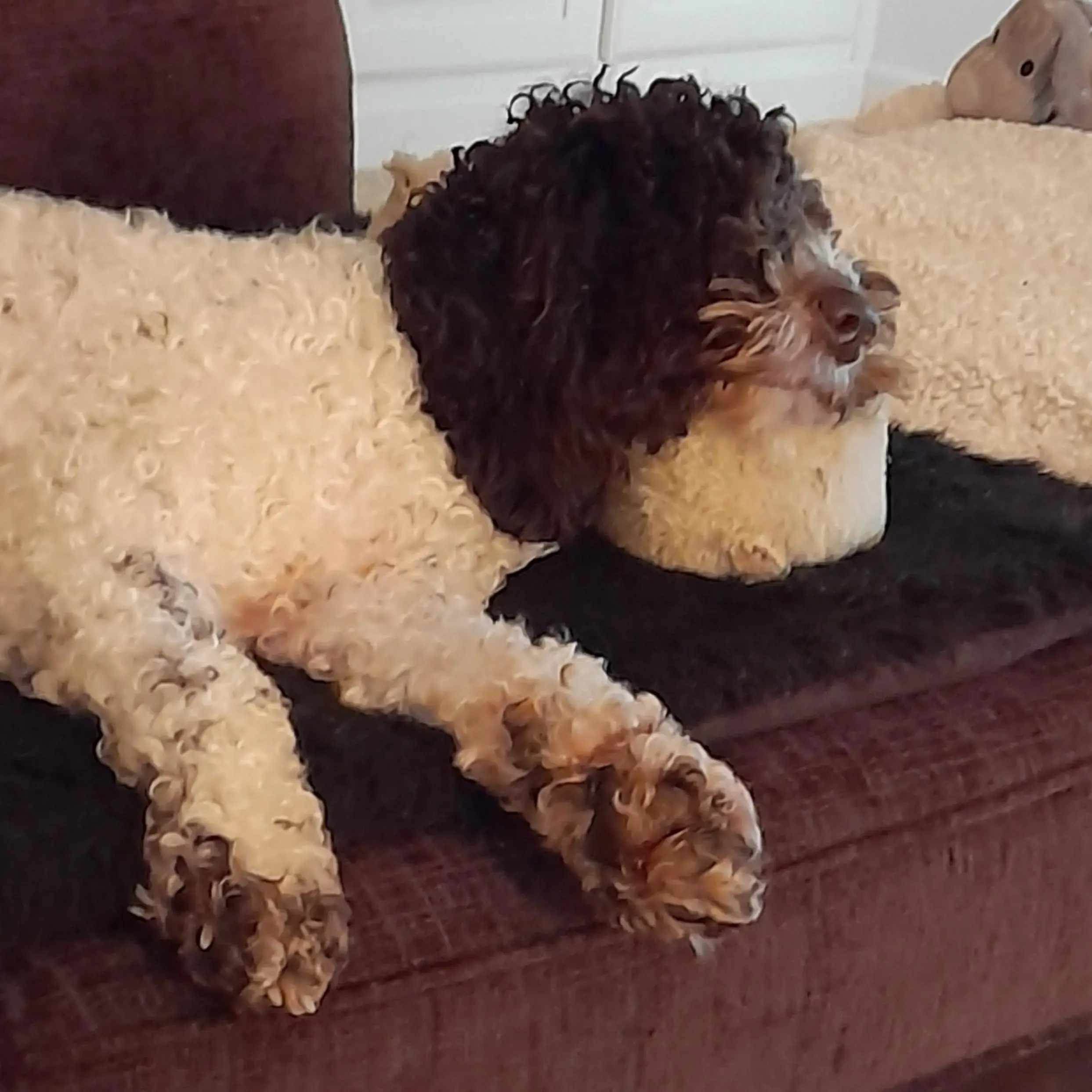 Poodle (Toy)