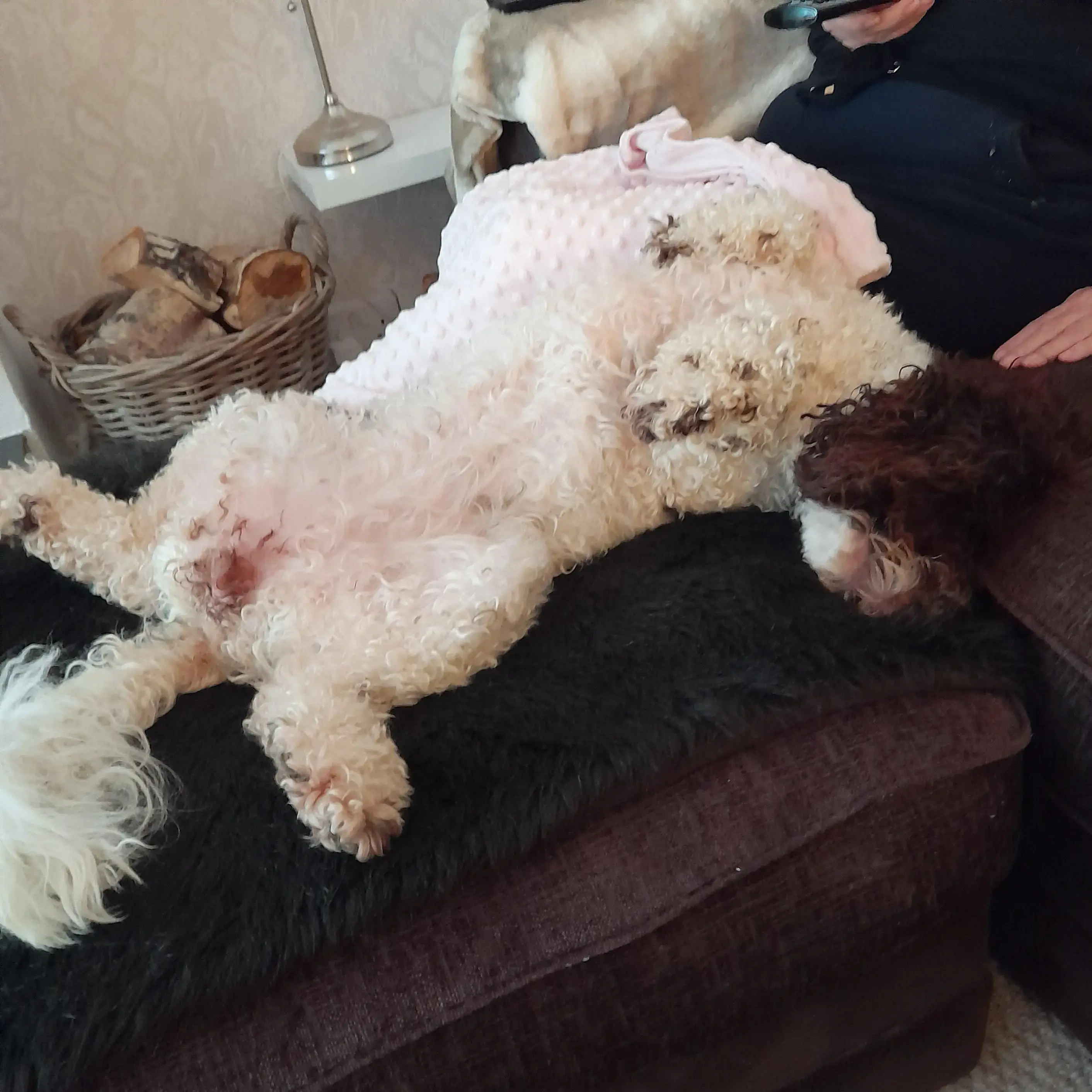 Poodle (Toy)