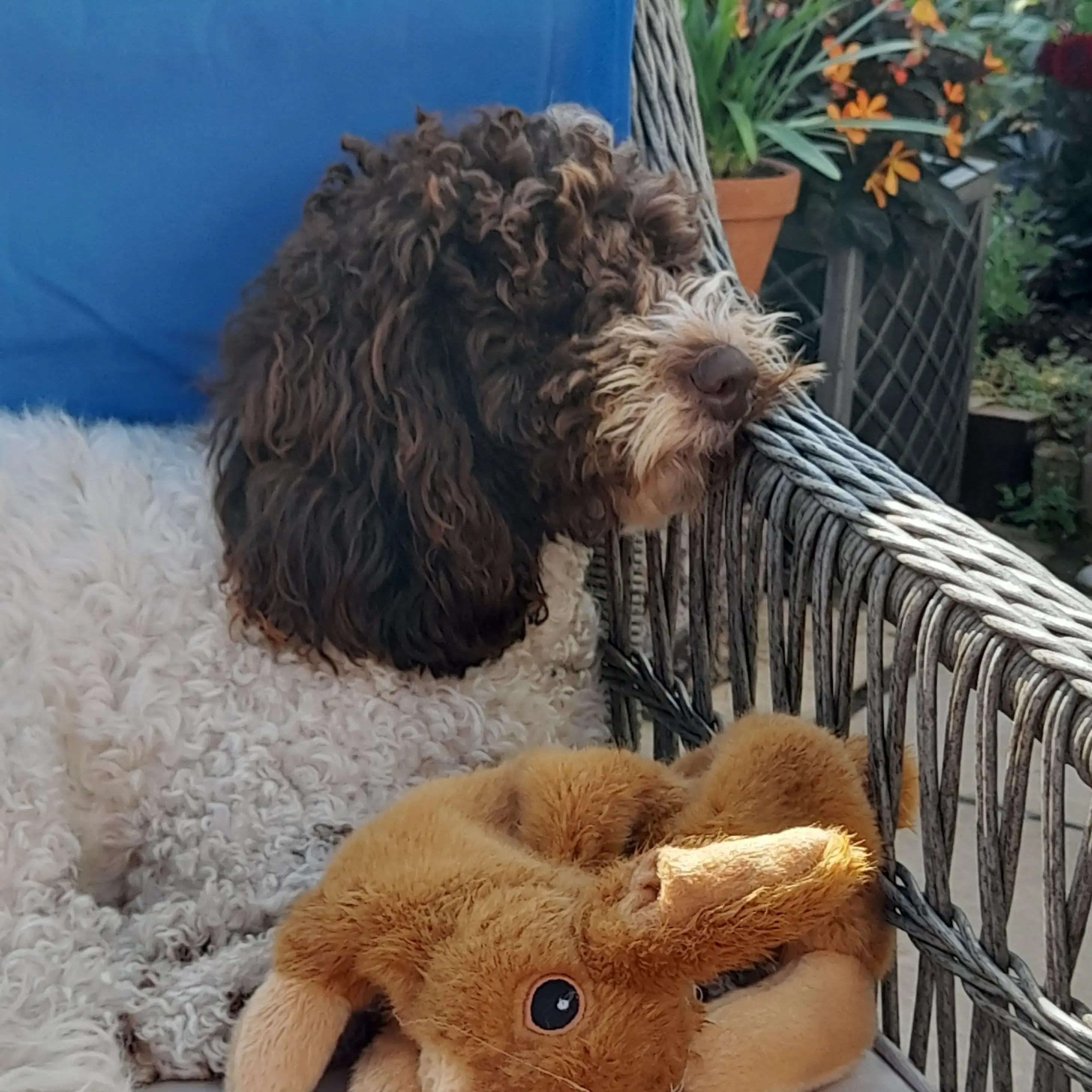 Poodle (Toy)