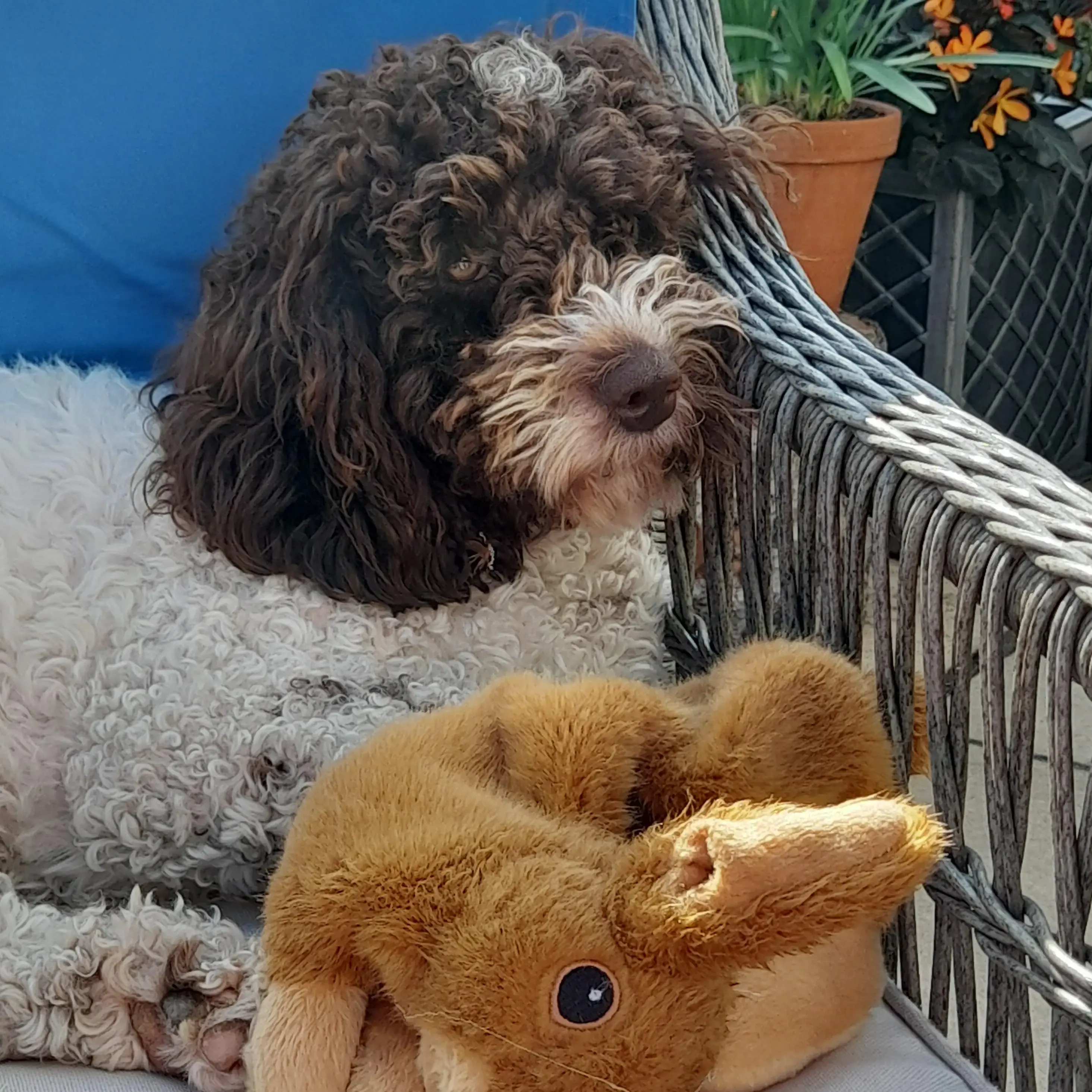Poodle (Toy)