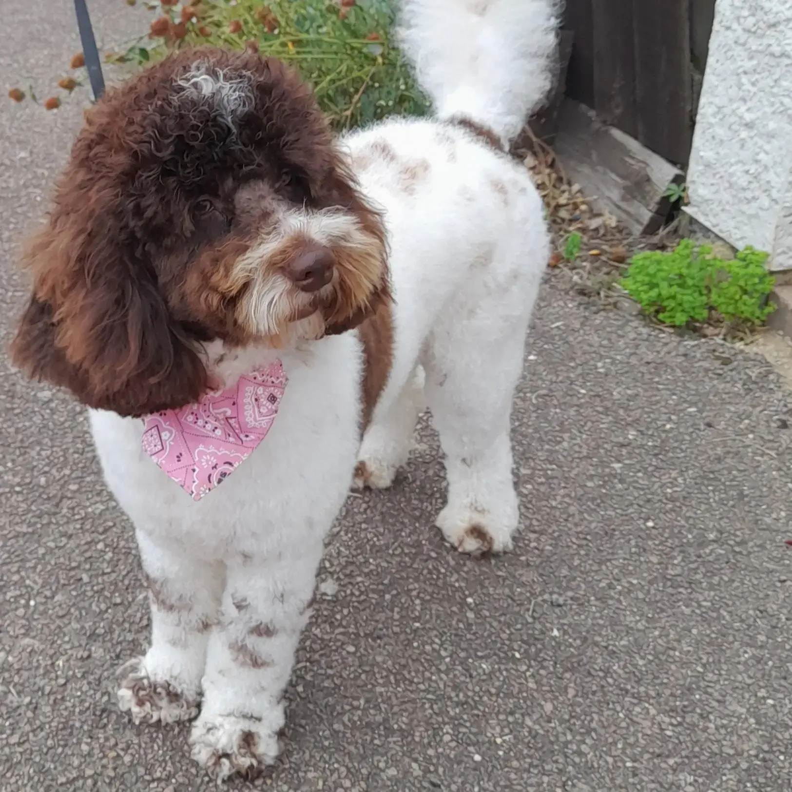 Poodle (Toy)