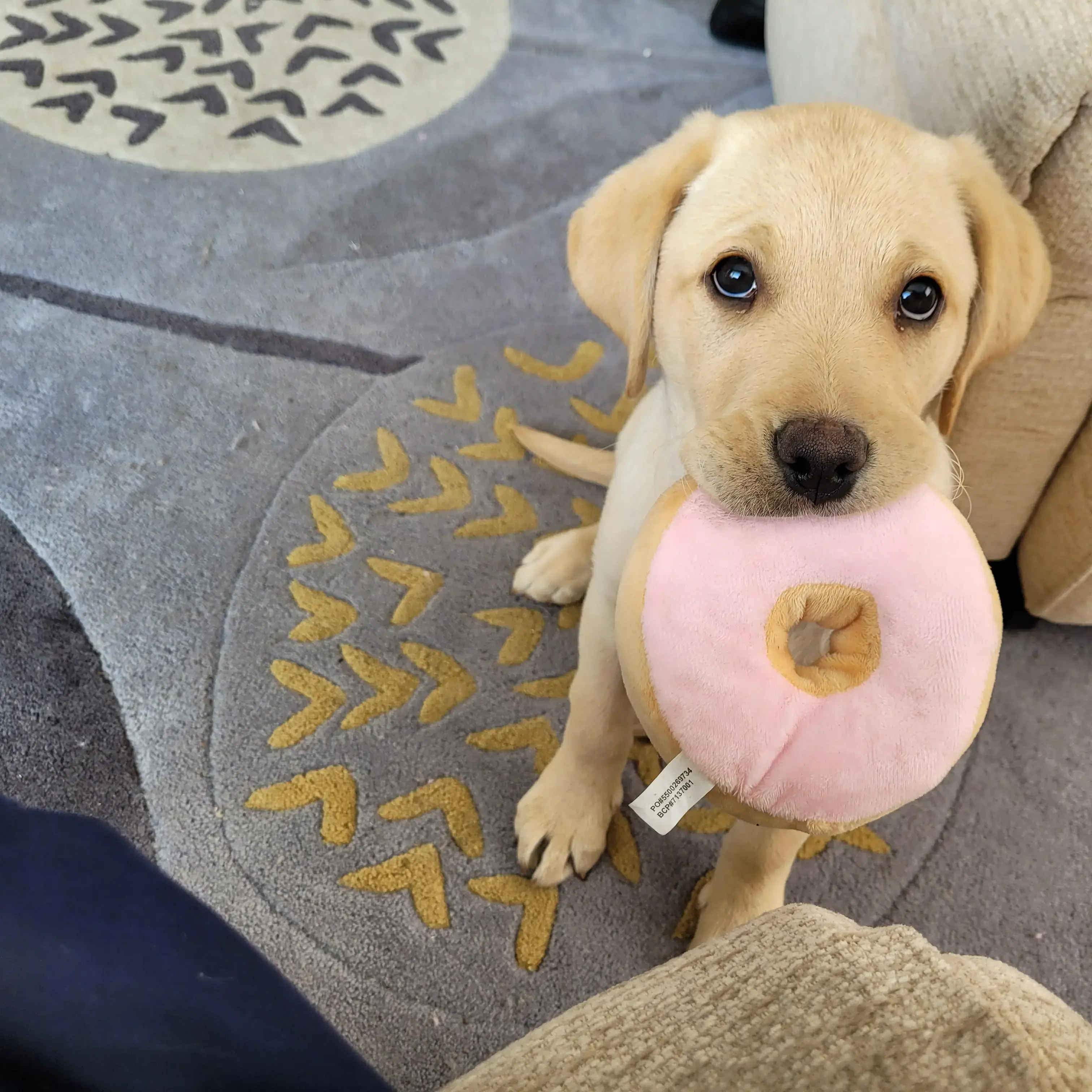 Labrador Retriever