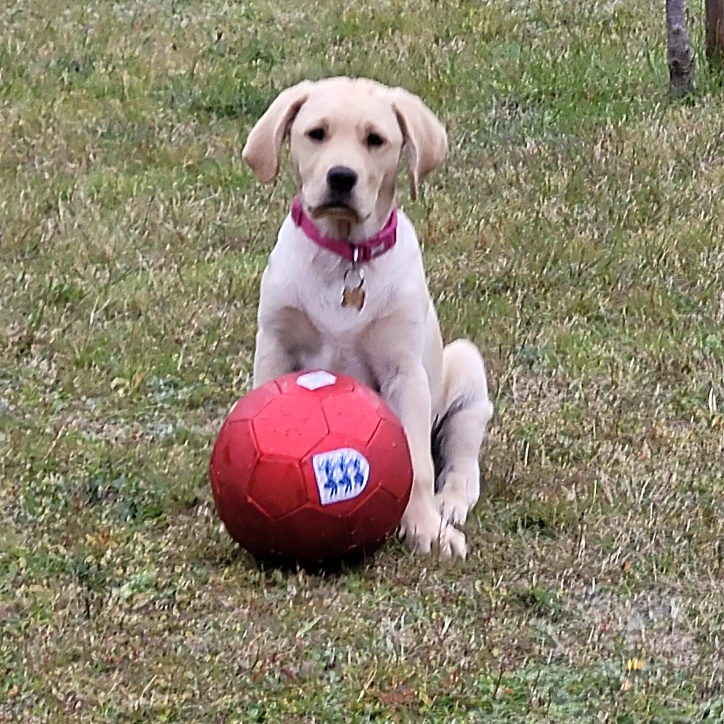 Labrador Retriever