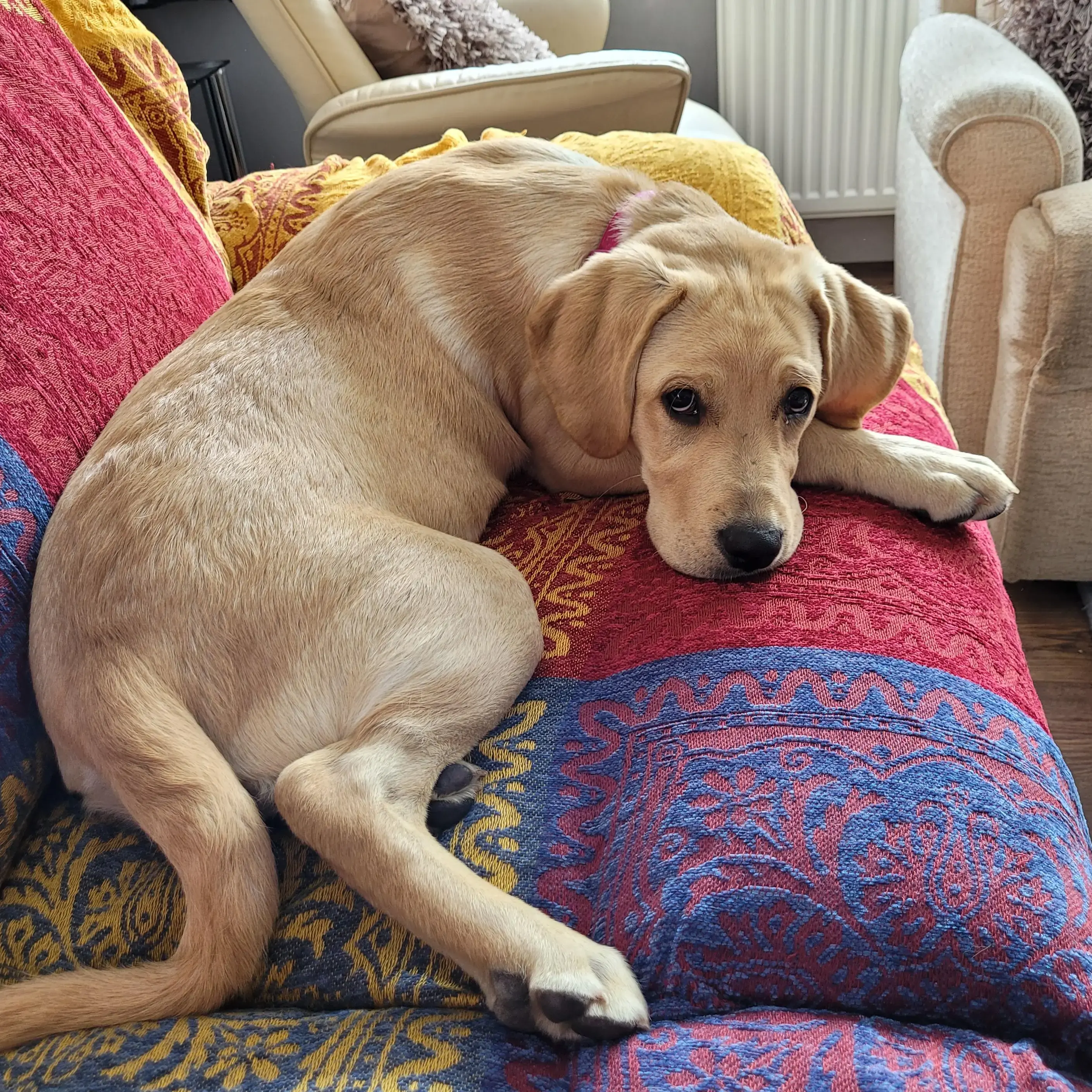 Labrador Retriever