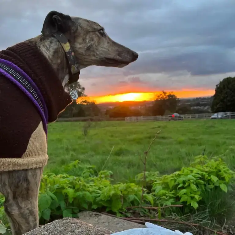 Greyhound