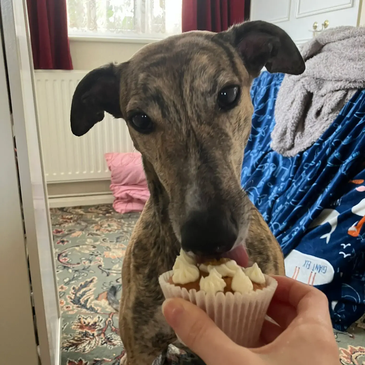 Greyhound