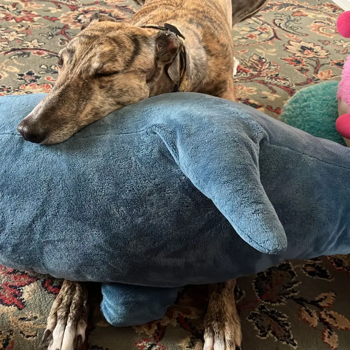 Greyhound