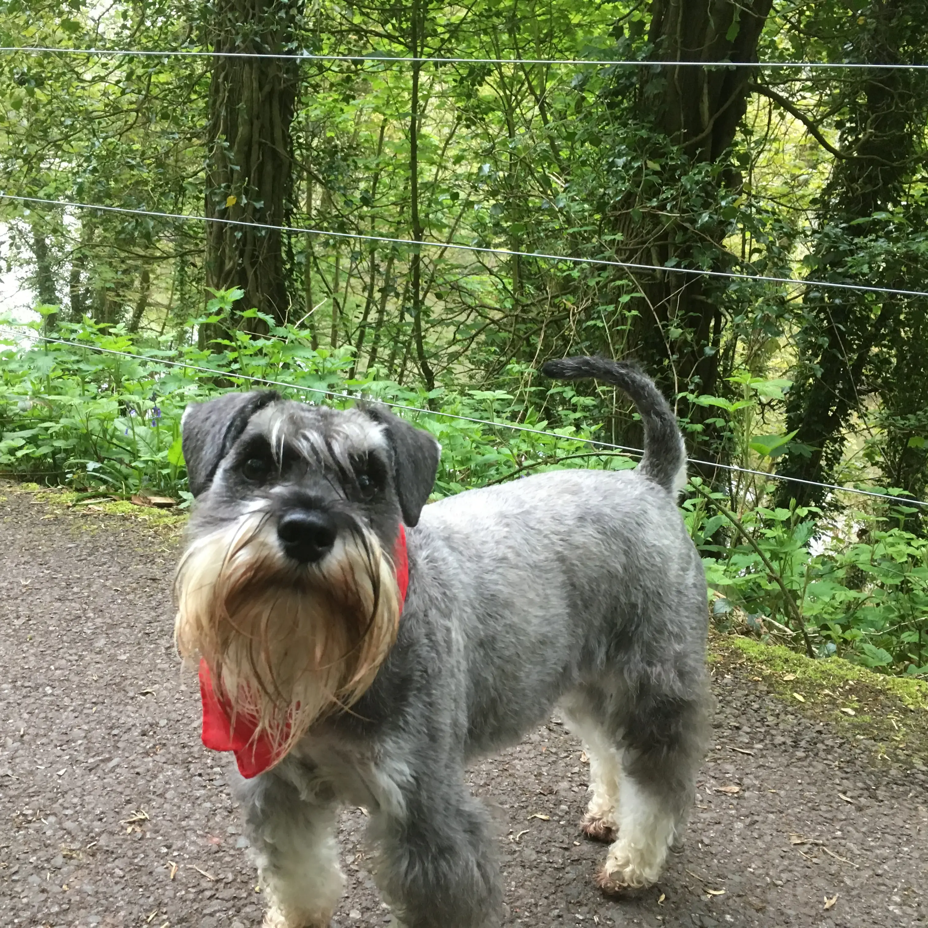 Schnauzer (Miniature)