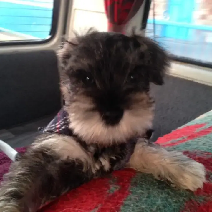 Schnauzer (Miniature)