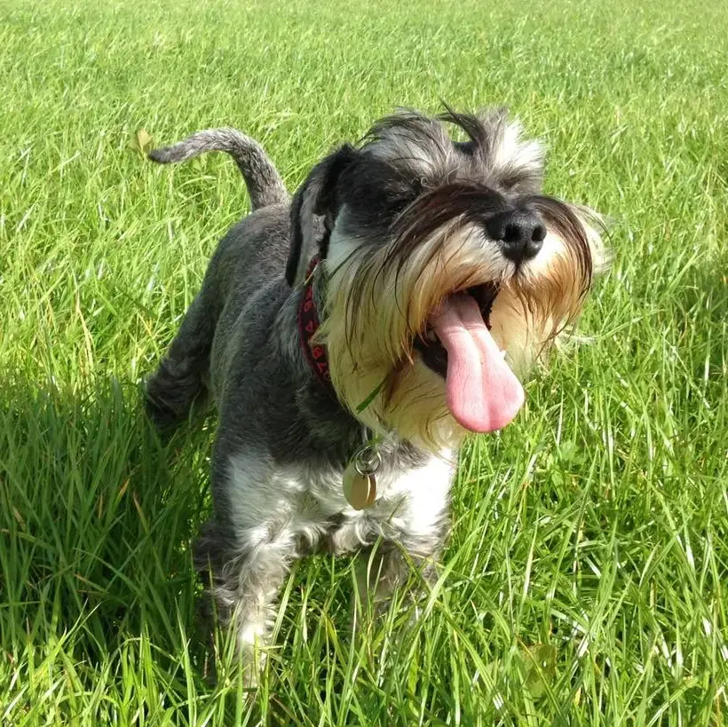 Schnauzer (Miniature)