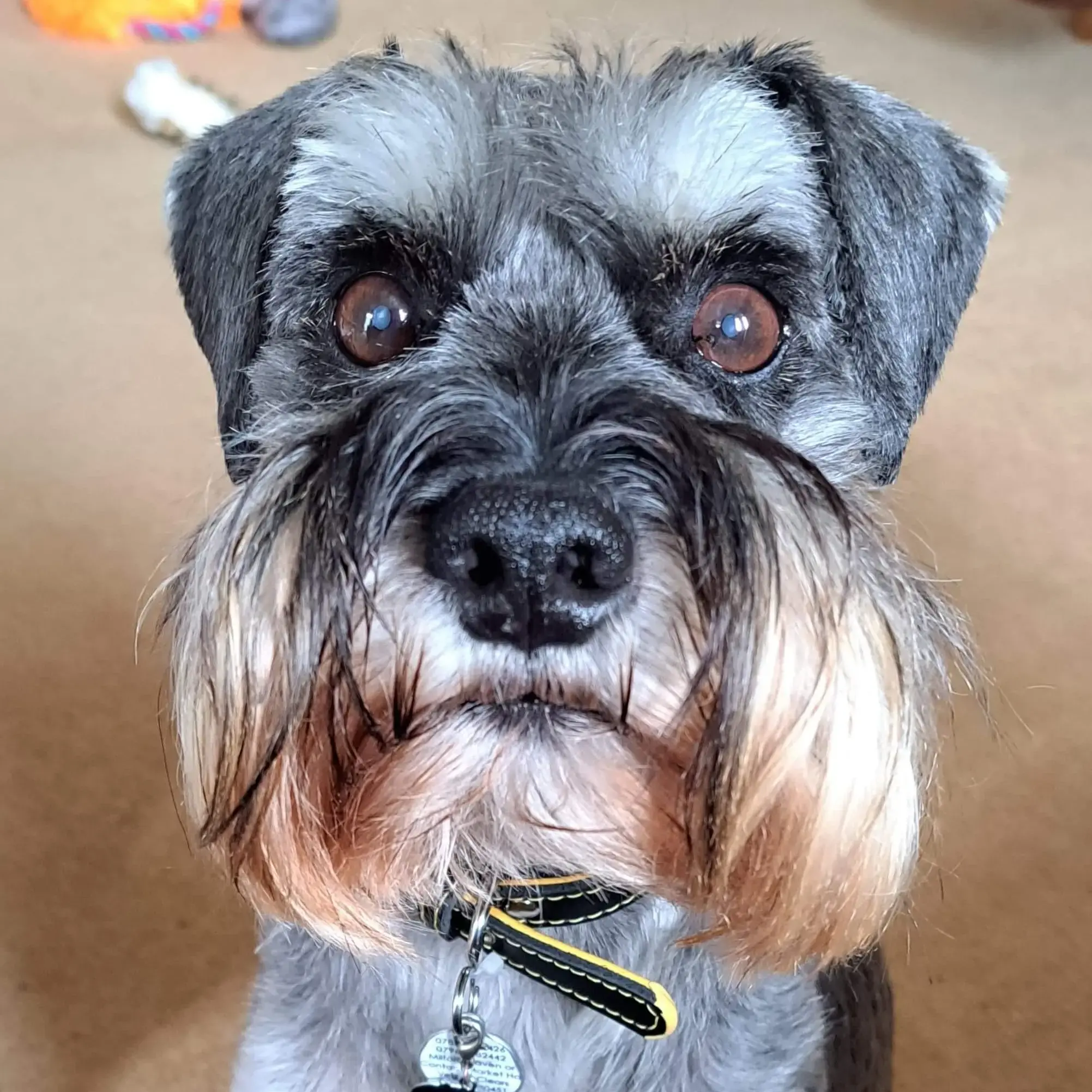 Schnauzer (Miniature)