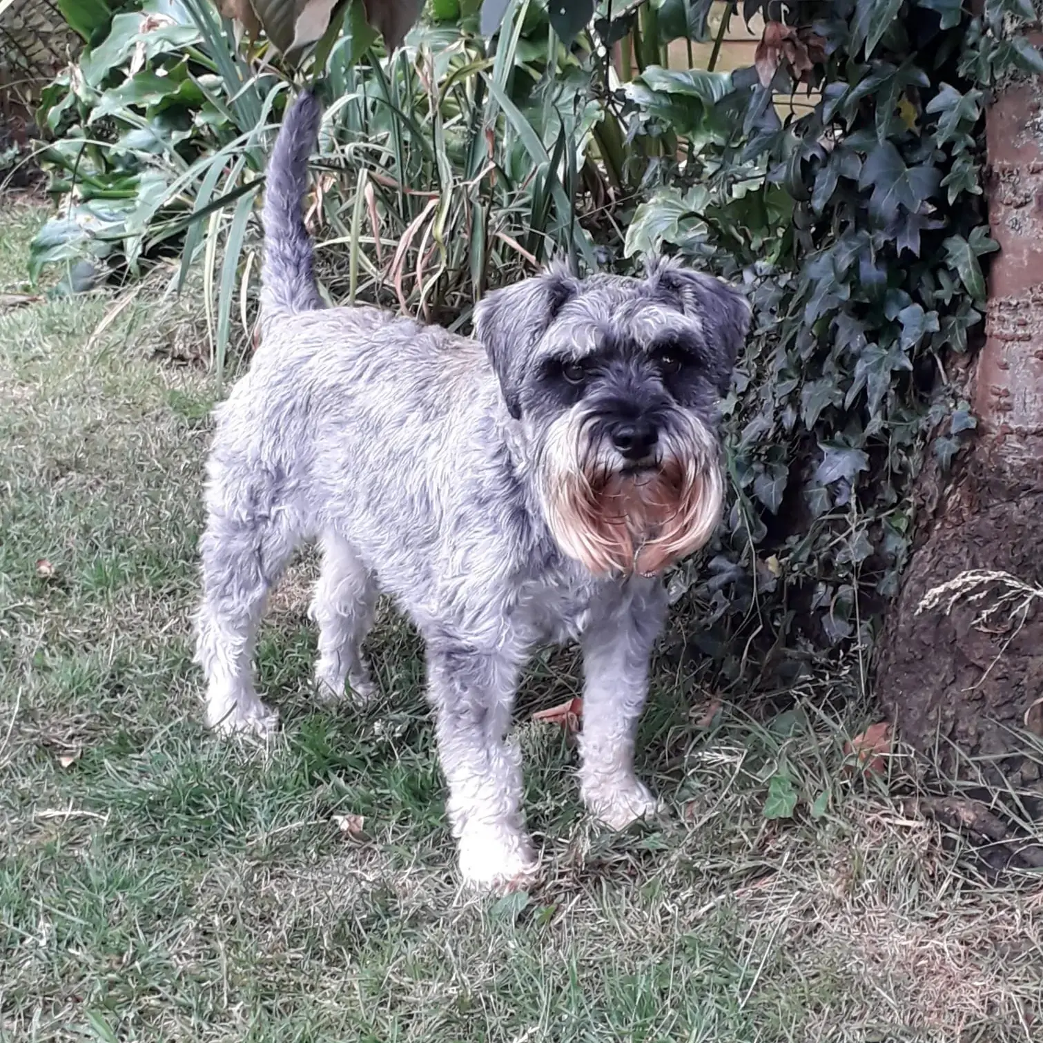 Schnauzer (Miniature)