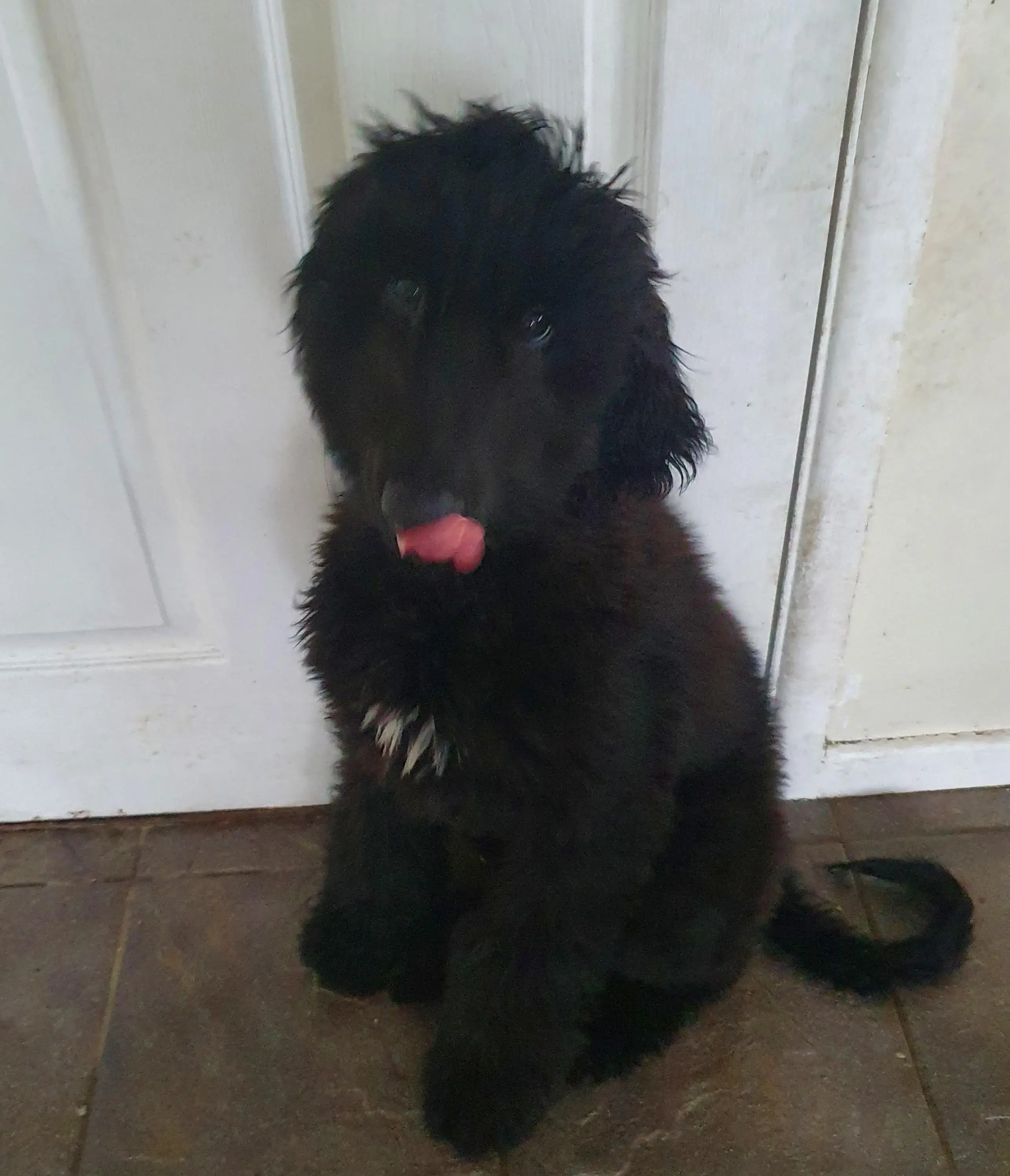 Afghan Hound