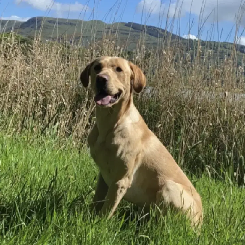 Labrador Retriever