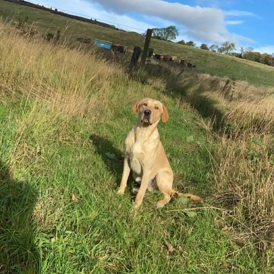 Labrador Retriever