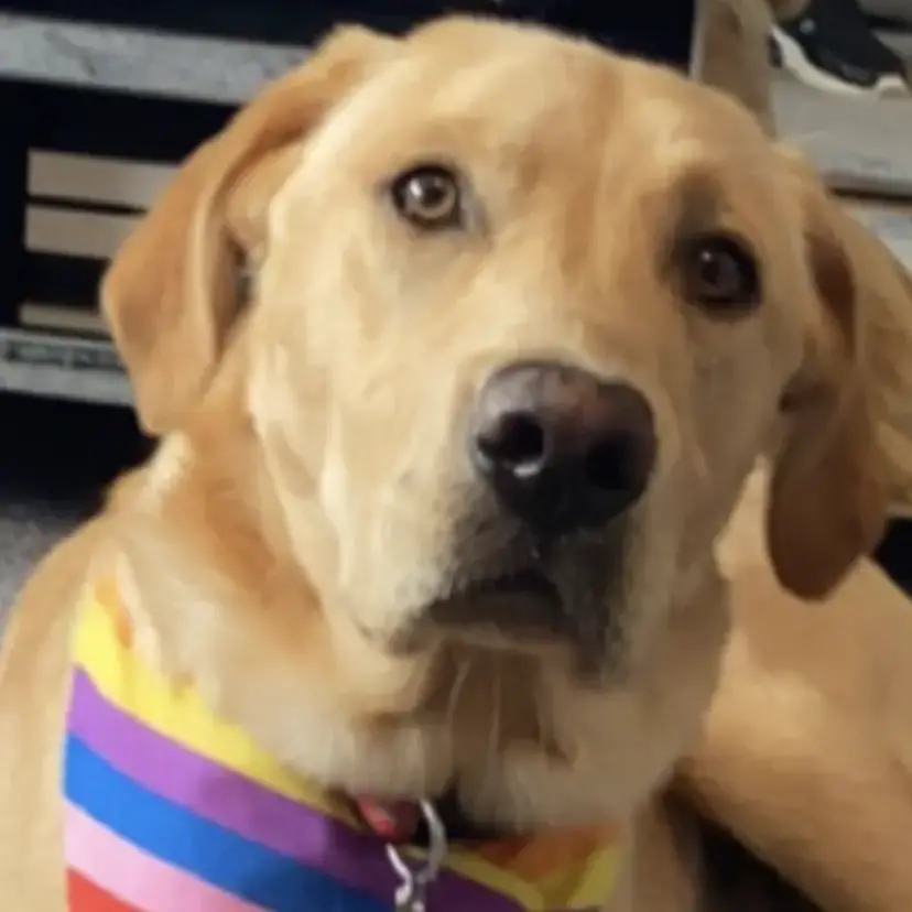 Labrador Retriever
