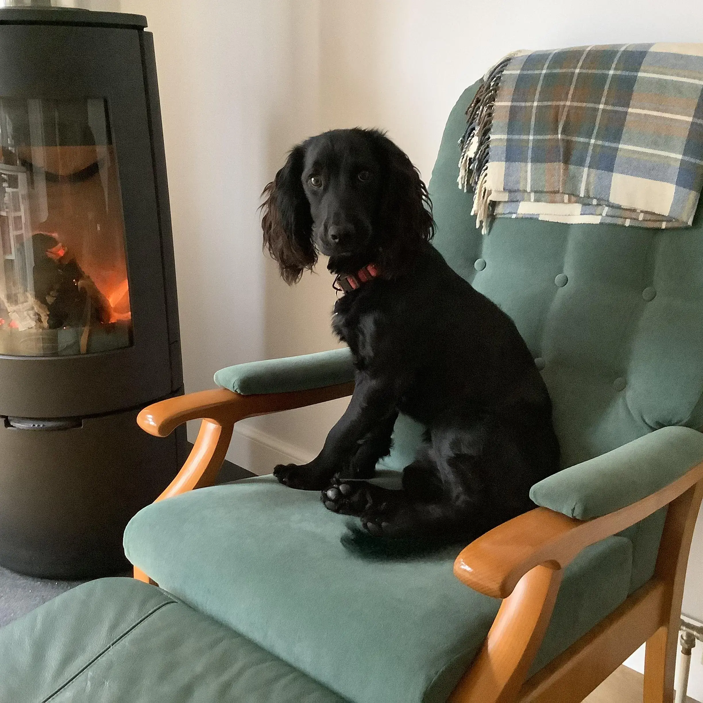 Field Spaniel