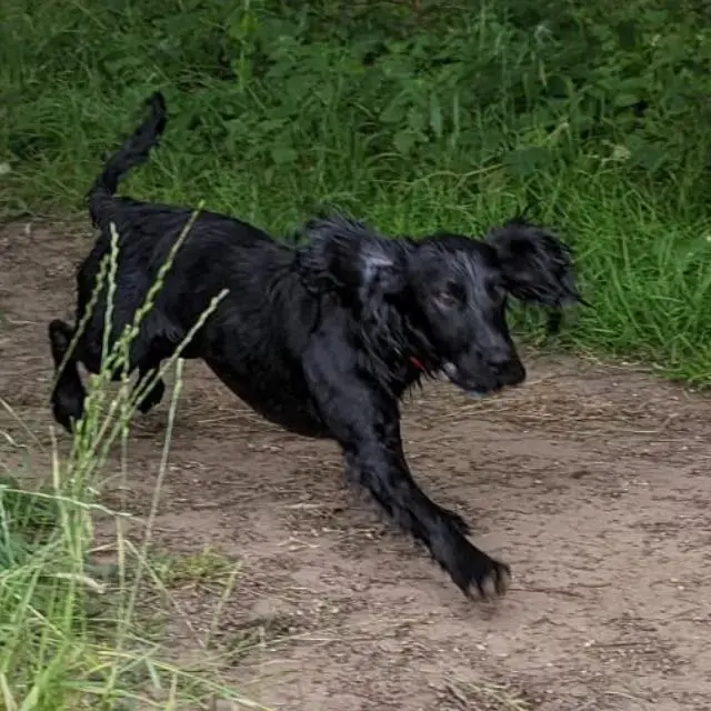 Field Spaniel
