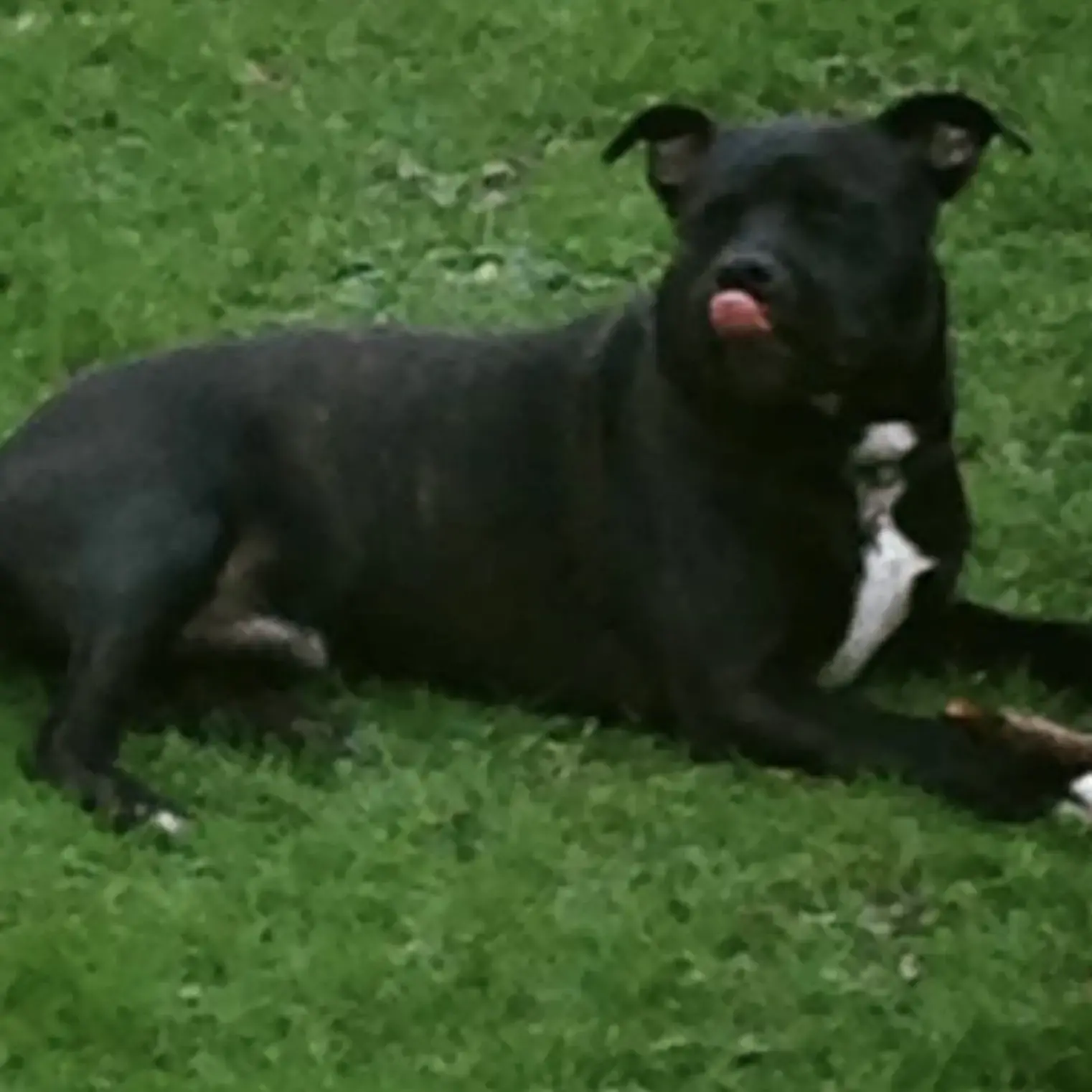 Staffordshire Bull Terrier