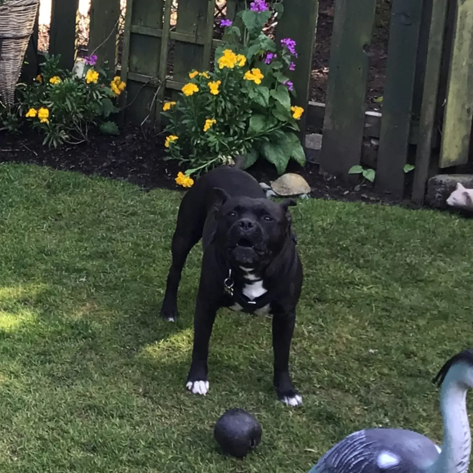 Staffordshire Bull Terrier