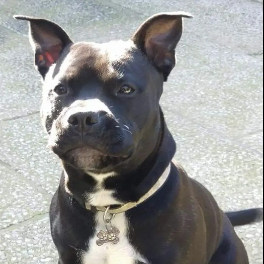 Staffordshire Bull Terrier