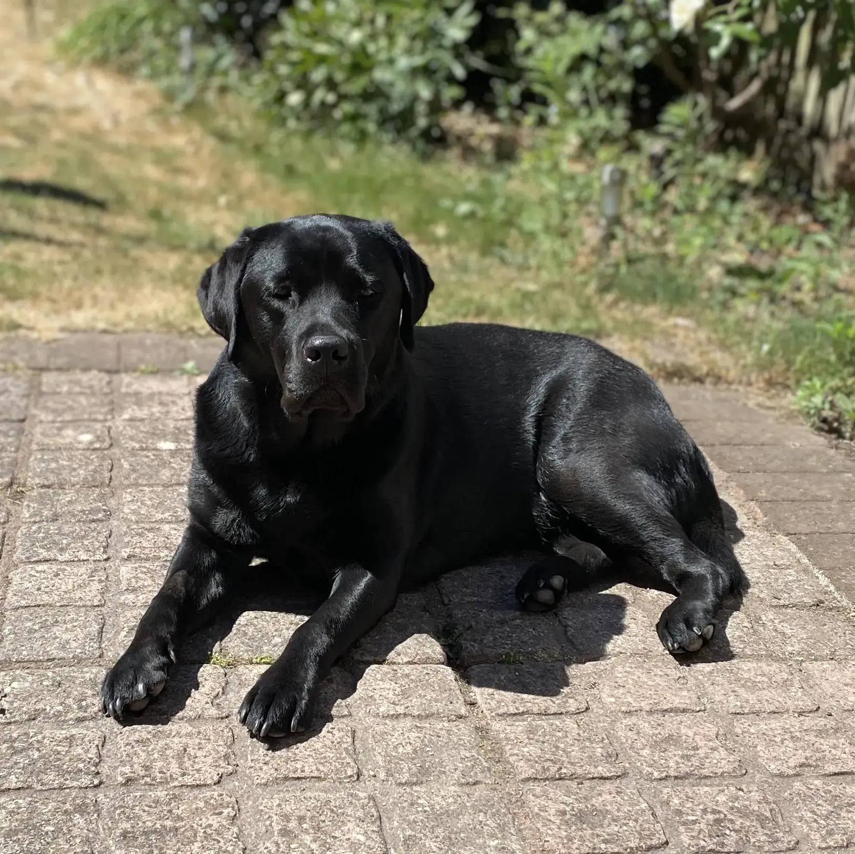 Say Hello to Daisy the Labrador Retriever Purina UK
