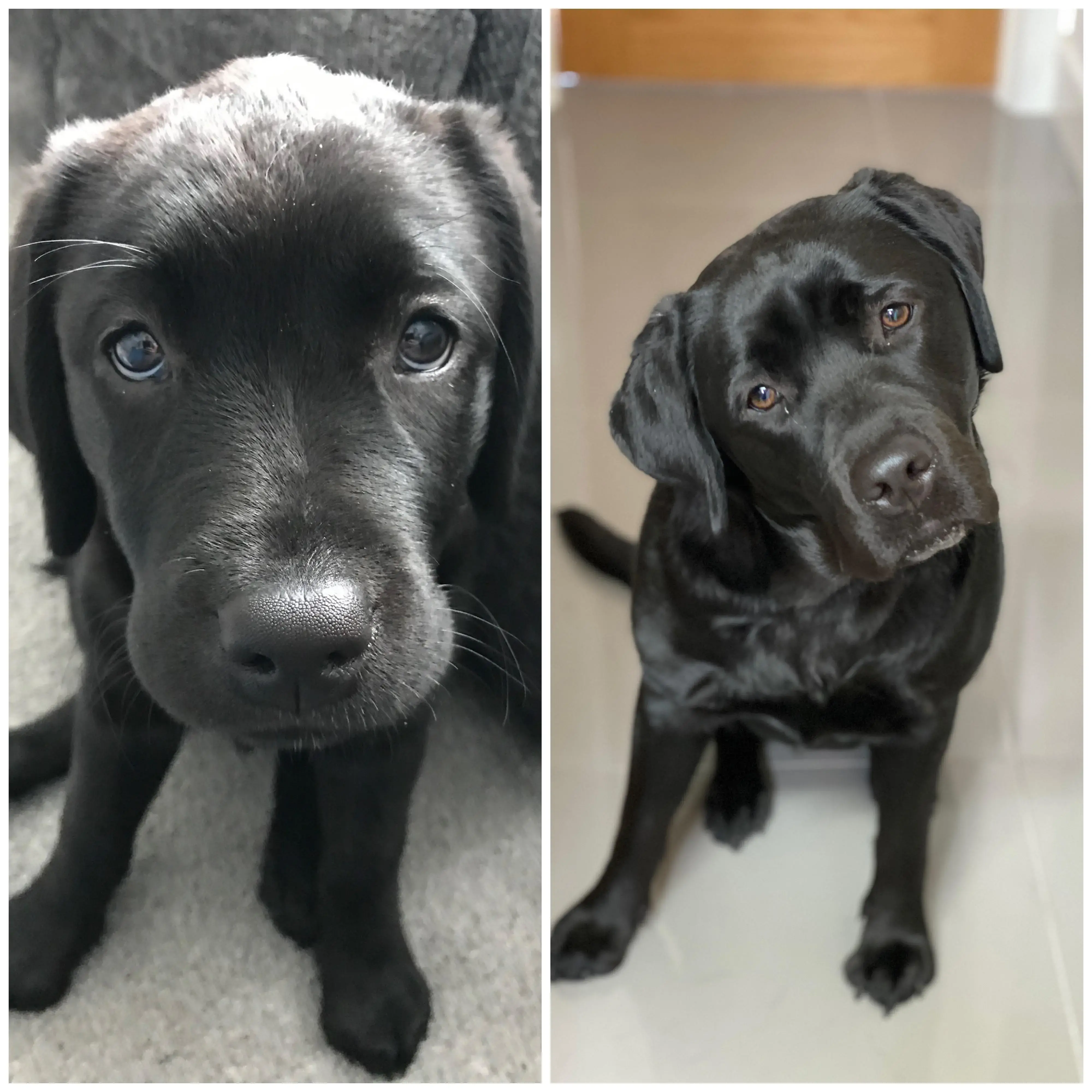 Labrador Retriever