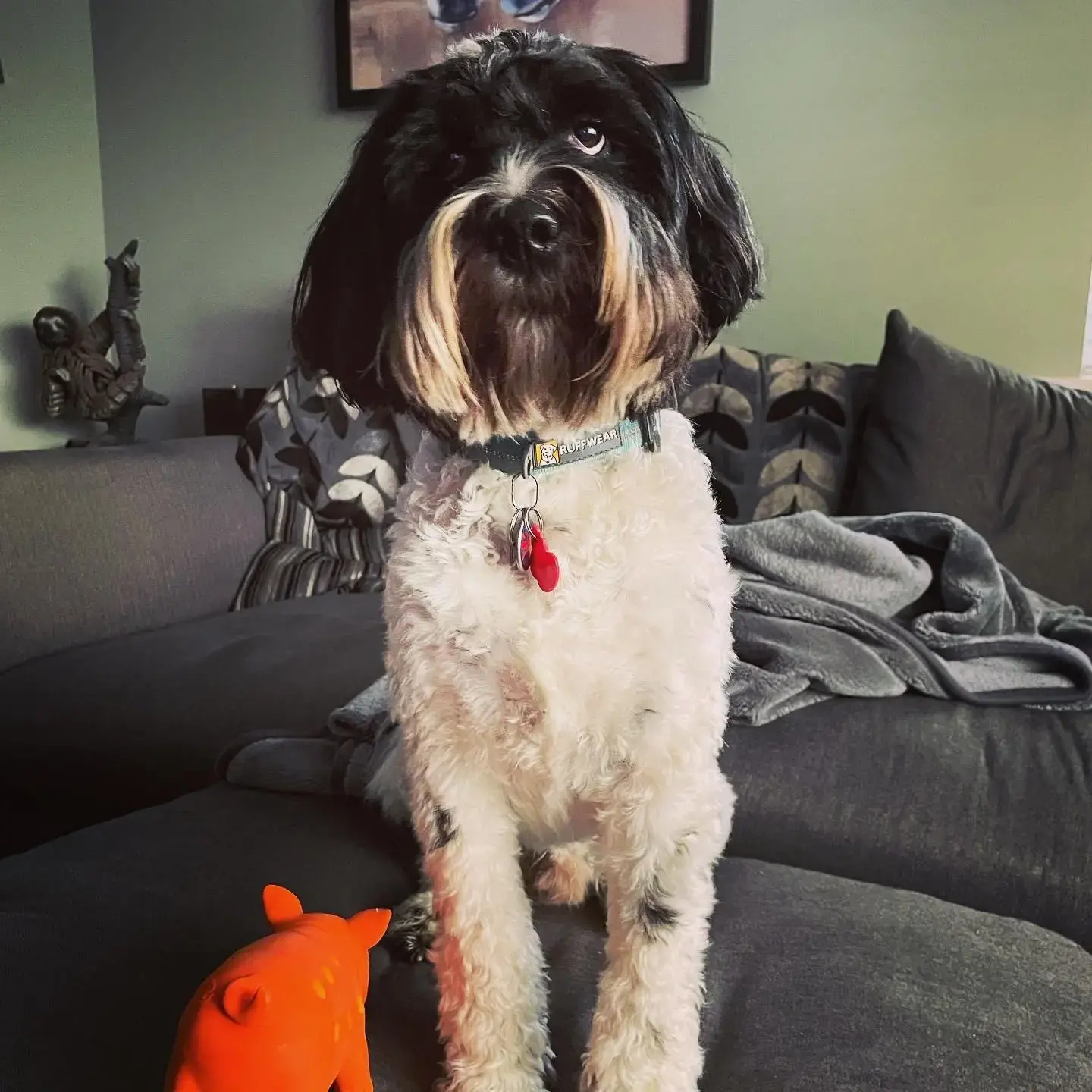 Tibetan Terrier